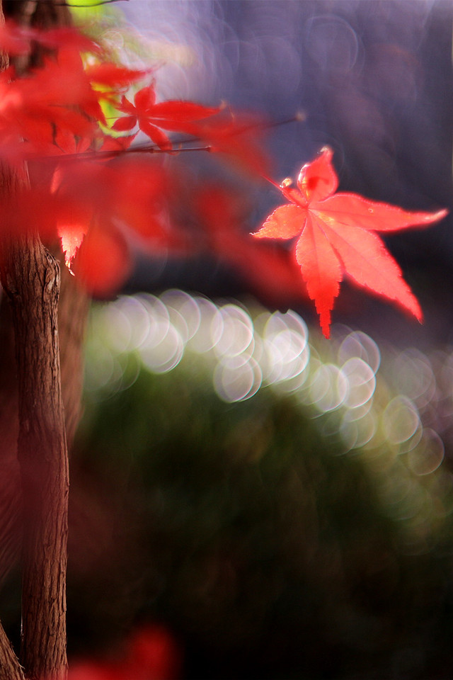 镜头焦外艺术交流(续) - 摄影镜头